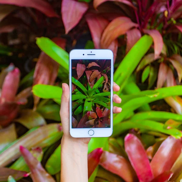 移动摄影概念。妇女手拿着智能手机和照片的花和树木的背景。景深。自然概念。复制空间. — 图库照片