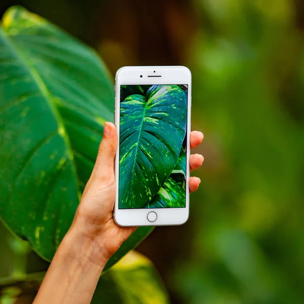 Concepto de fotografía móvil. Mujer de mano sosteniendo el teléfono inteligente y tomando fotos de flores y árboles en el fondo. La profundidad del campo. Concepto de naturaleza. Copiar espacio . — Foto de Stock