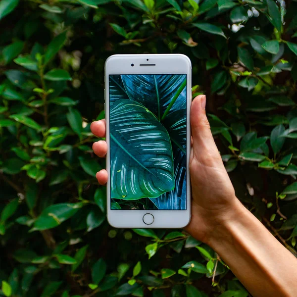 Concepto de fotografía móvil. Mujer de mano sosteniendo el teléfono inteligente y tomando fotos de flores y árboles en el fondo. La profundidad del campo. Concepto de naturaleza. Copiar espacio . — Foto de Stock