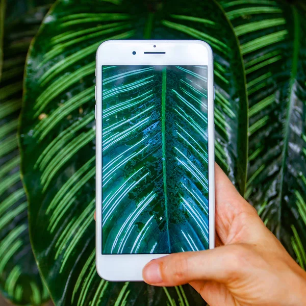 Concepto de fotografía móvil. Mujer de mano sosteniendo el teléfono inteligente y tomando fotos de flores y árboles en el fondo. La profundidad del campo. Concepto de naturaleza. Copiar espacio . — Foto de Stock