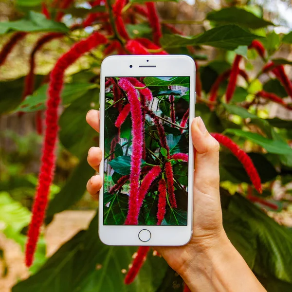 Concepto de fotografía móvil. Mujer de mano sosteniendo el teléfono inteligente y tomando fotos de flores y árboles en el fondo. La profundidad del campo. Concepto de naturaleza. Copiar espacio . — Foto de Stock