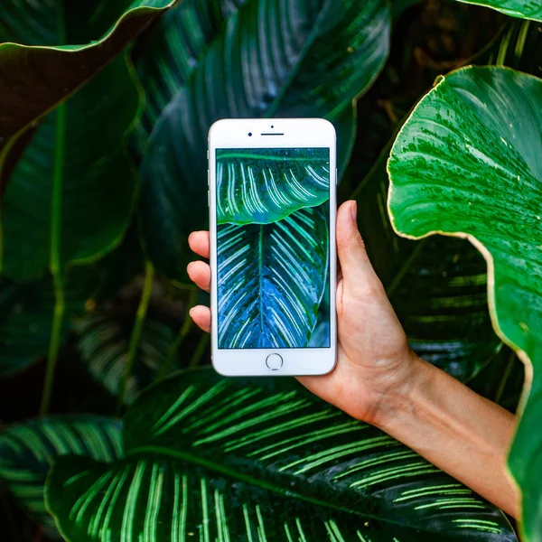 Conceito de fotografia móvel. Mulher mão segurando smartphone e tirar fotos de flores e árvores no fundo. Profundidade do campo. Conceito de natureza. Espaço de cópia . — Fotografia de Stock