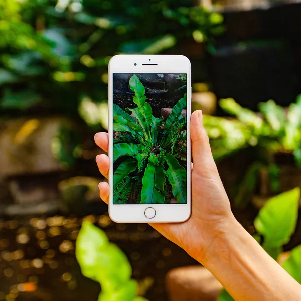Concepto de fotografía móvil. Mujer de mano sosteniendo el teléfono inteligente y tomando fotos de flores y árboles en el fondo. La profundidad del campo. Concepto de naturaleza. Copiar espacio . — Foto de Stock