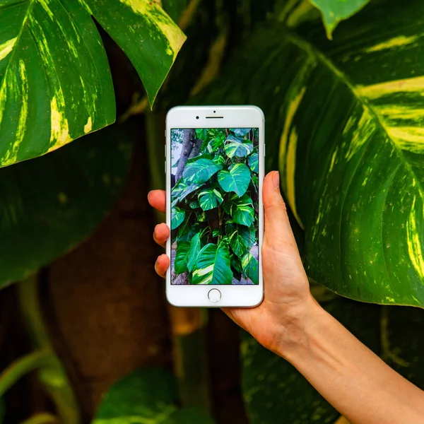 Mobile photography concept. Woman hand holding smartphone and taking photo of flowers and trees on background. Depth of field. Nature concept. Copy space.