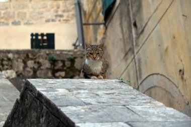 Kotor, Karadağ 'da Kedi