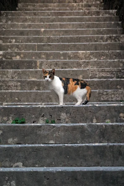Cat Kotor Montenegro — Stock Photo, Image