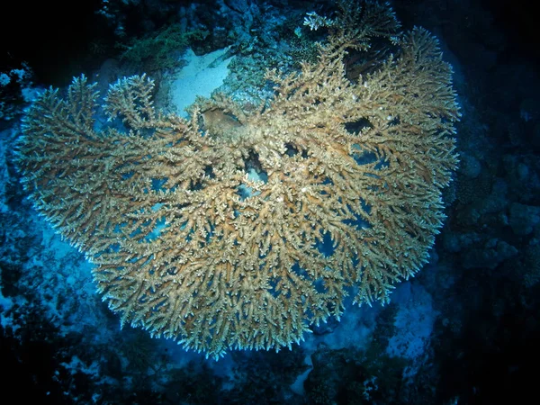 Tafelkoraal Acropora Fury Shoal Rode Zee Egypte — Stockfoto