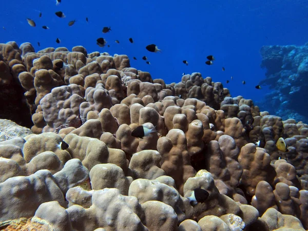 Dome Coral Porites Nodifera Fury Shoal Red Sea Egypt — Stock Photo, Image
