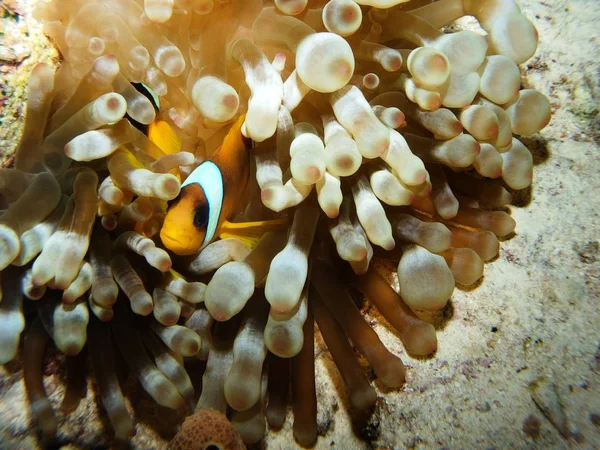 Червоне Море Anemonefish Fury Shoal Red Sea Egypt — стокове фото