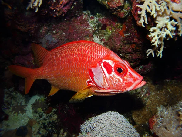 Pez Ardilla Mandíbulas Largas Fury Shoal Mar Rojo Egipto —  Fotos de Stock