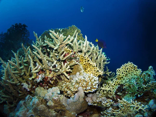 Akropora Hemprichii Fury Shoal Röda Havet Egypten — Stockfoto