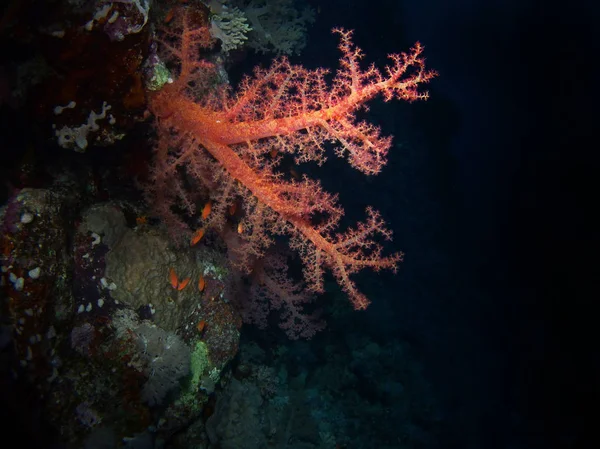 Yumuşak Mercan Kızıl Deniz Mısır — Stok fotoğraf