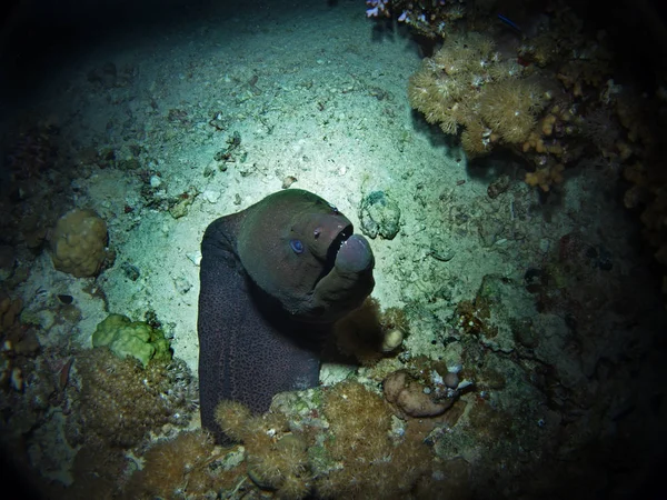 Giant moray, Fury Shoal, Red Sea, Egypt