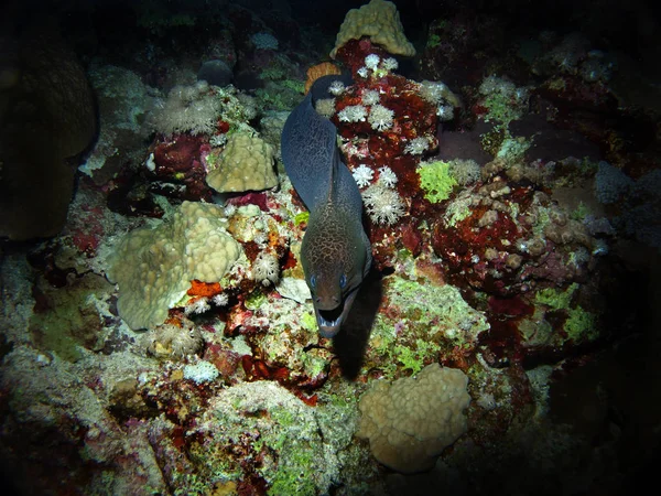 Jättemoray Fury Shoal Röda Havet Egypten — Stockfoto