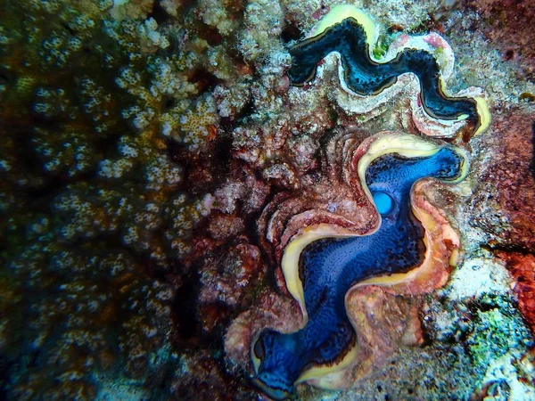 Dev Istiridye Tridacna Fury Shoal Kızıldeniz Mısır — Stok fotoğraf