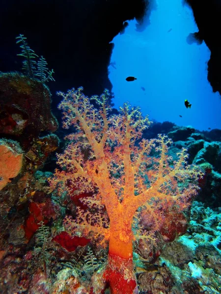 Mjuk Korall Röda Havet Egypten — Stockfoto