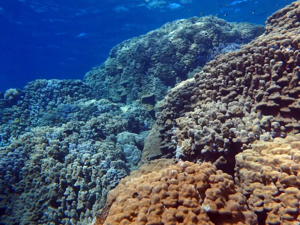 Kupolkorall Porites Nodifera Fury Shoal Röda Havet Egypten — Stockfoto