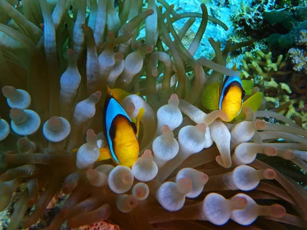 Morze Czerwone Anemonefish Furia Shoal Morze Czerwone Egipt — Zdjęcie stockowe