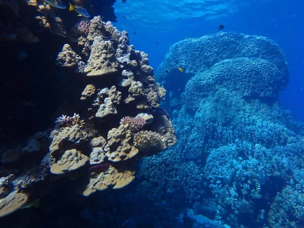 Bergskorall Poriter Lutea Fury Shoal Röda Havet Egypten — Stockfoto