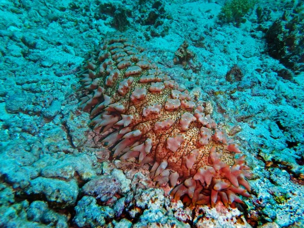 Gurka Fury Shoal Röda Havet Egypten — Stockfoto