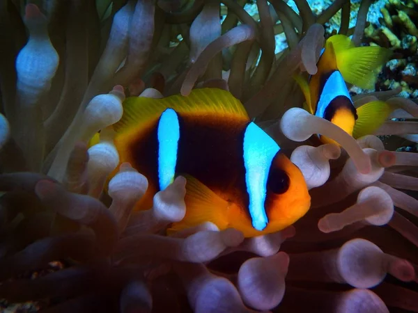 Червоне Море Anemonefish Fury Shoal Red Sea Egypt — стокове фото