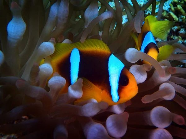 Mar Vermelho Anemonefish Fury Shoal Mar Vermelho Egito — Fotografia de Stock