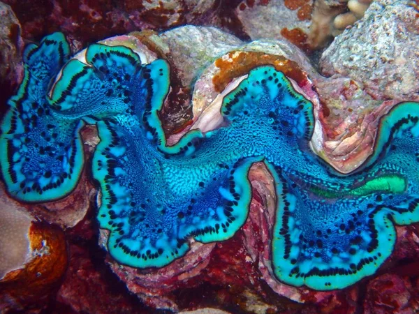 Dev Istiridye Tridacna Fury Shoal Kızıldeniz Mısır — Stok fotoğraf