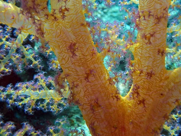 Mjuk Korall Röda Havet Egypten — Stockfoto