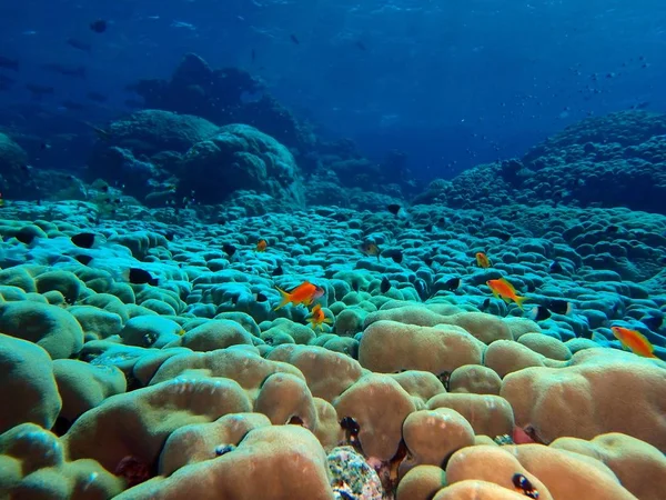 Kupolkorall Porites Nodifera Fury Shoal Röda Havet Egypten — Stockfoto