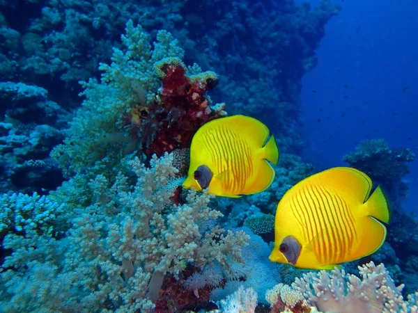 Butterflyfish Mascarado Johns Mar Vermelho Egito — Fotografia de Stock