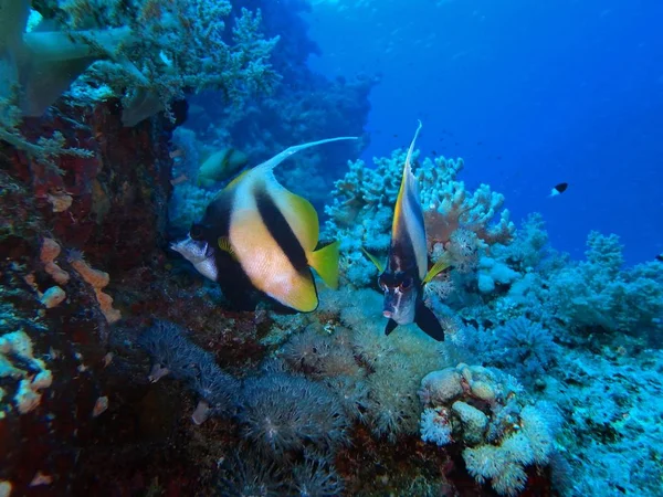 Bannerfish, Red Sea, Egypt