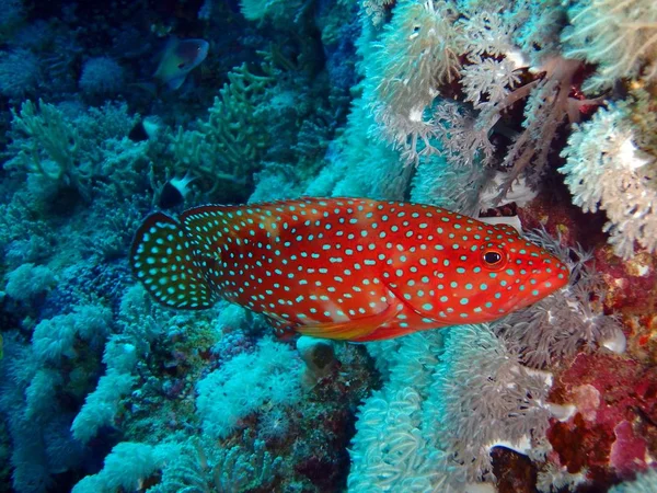 Korallbaksida Abu Fandera Rev Röda Havet Egypten — Stockfoto