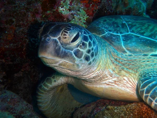 Green Sea Turtle Marsa Mubarak Marsa Alam Area Egypt Underwater — 图库照片