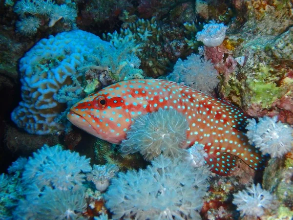 Coral Hind Abu Fandera Reef Red Sea Egypt — Stock Photo, Image