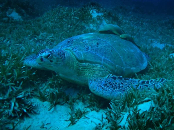 Green Sea Turtle Marsa Mubarak Marsa Alam Area Egypt Underwater — 图库照片