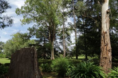 Tropikal Orman, Iguazu Ulusal Parkı, Arjantin 