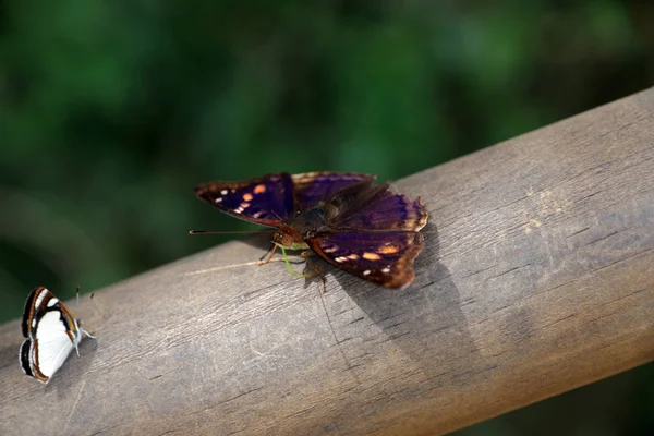 Butterfly Parco Nazionale Dell Iguazu Argentina — Foto Stock