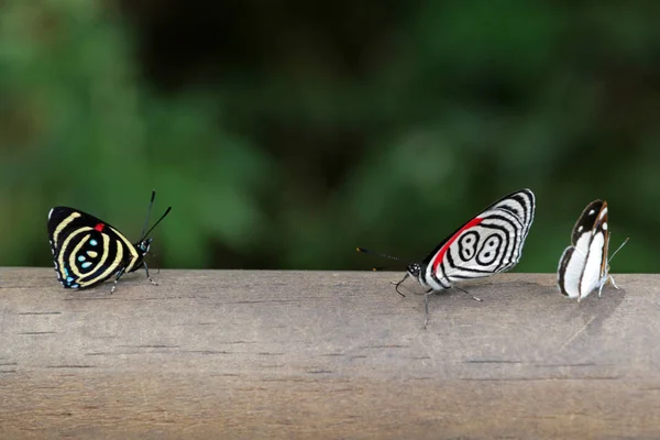 Diaethria Anna Cataratas Iguaçu Argentina — Fotografia de Stock