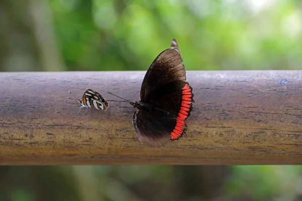 Borboleta Parque Nacional Iguaçu Argentina — Fotografia de Stock