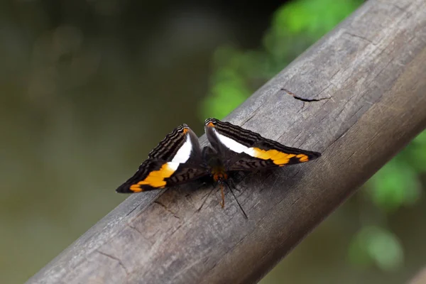 Butterfly Parco Nazionale Dell Iguazu Argentina — Foto Stock