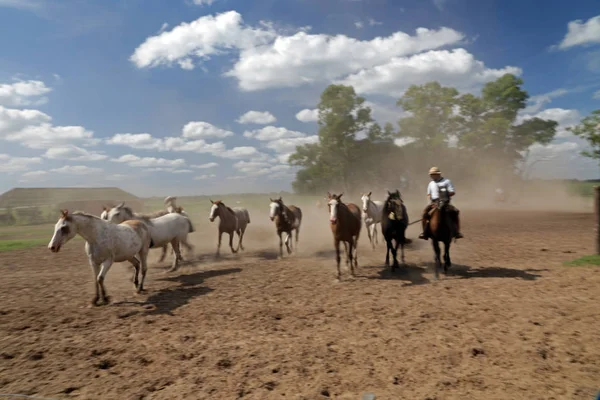 Caballos Pampa Cerca Buenos Aires Argentina —  Fotos de Stock