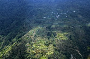 Chhomrong yakınlarındaki tarlalar, Annapurna Koruma Alanı, Himalayalar, Nepal 