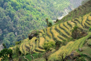 Chhomrong yakınlarındaki tarlalar, Annapurna Koruma Alanı, Himalayalar, Nepal 