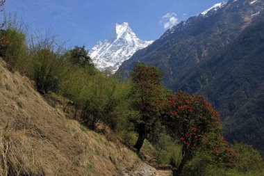 Machhapuchre (Dağların Kraliçesi), Kutsal Tepe, Annapurna Koruma Alanı, Himalayalar, Nepal 