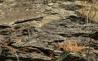 Kashmir rock agama, Birethanti, Annapurna bölgesi, Himalayalar, Nepal 