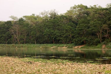 Nepal, Chitwan Ulusal Parkı 'ndaki Doğu Rapti Nehri manzarası