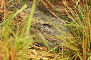 Nepal 'deki Chitwan Ulusal Parkı' nda Doğu Rapti Nehri yakınında soyguncu timsah.