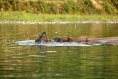 Nehirde yüzen Hint gergedanları, Chitwan Ulusal Parkı, Nepal