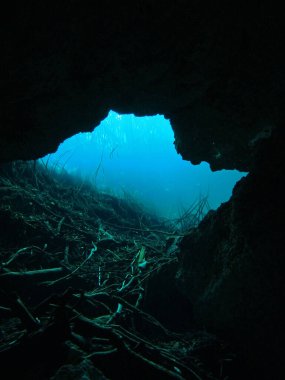 Cenote Eden, Yucatan Yarımadası, Meksika, sualtı fotoğrafı 