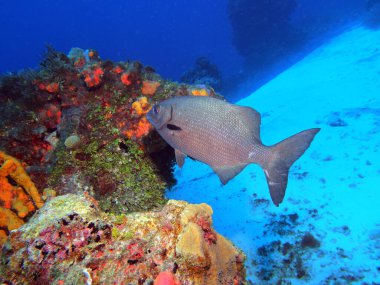 Cozumel Adası, Meksika yakınlarındaki Karayip Denizi 'ndeki mercan resifi